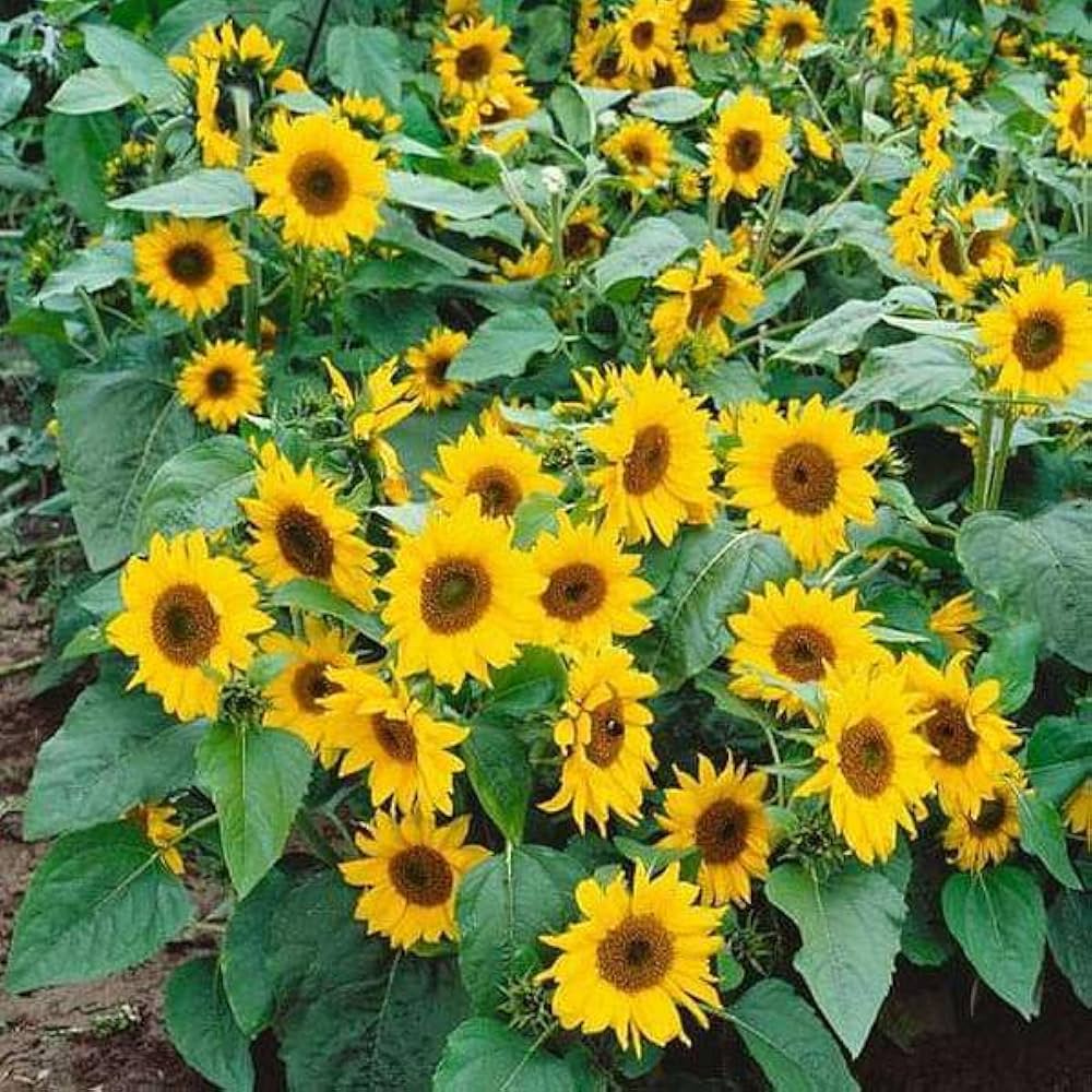 Green Hybrid Sunflower Seeds