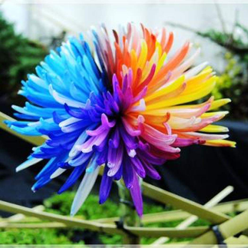 Rainbow Chrysanthemum Himalayan Orchid Flower Seeds