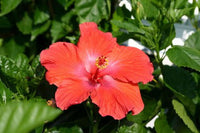 Hibiscus Flower Seeds – Tropical Garden, Heirloom, Non-GMO Flower Seeds for Planting