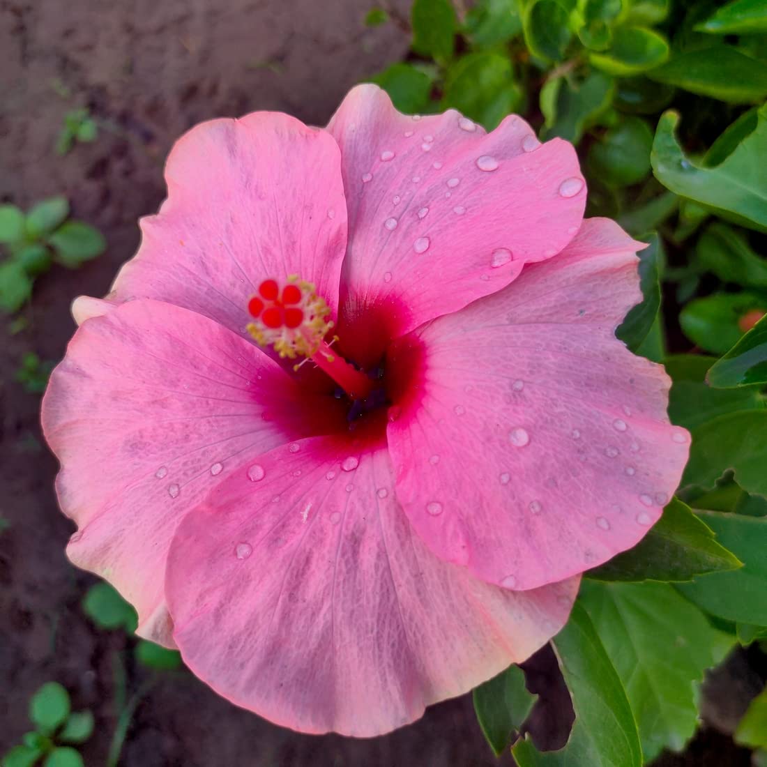 Giant Hibiscus Multicolor Flower - for planting in home garden