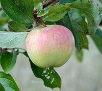 Pink and Green Apple Fruit Seeds for Planting - Diverse Apple Variety for Planting