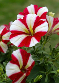 White & Red Petunia Flower Seeds for Planting - Heirloom, NON-GMO, Easy to Grow Garden Blooms