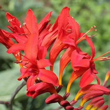 Crocosmia Lucifer Flower Seeds for Planting 100 -Hierloom Flower Seeds - Lucifer for planting in home garden