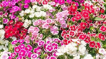 Heirloom Dianthus Flower Seeds for Planting 100