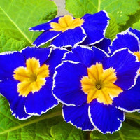 Blue Evening Primrose Sundrops Rare Flower Seeds