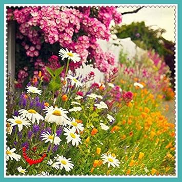 Mixed Ornamental Flower Seeds for Planting - 100 pcs