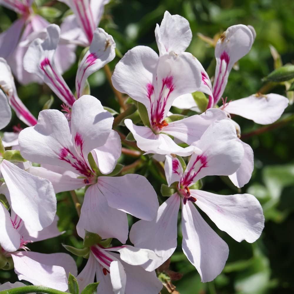 & (& scientific name) for planting in garden