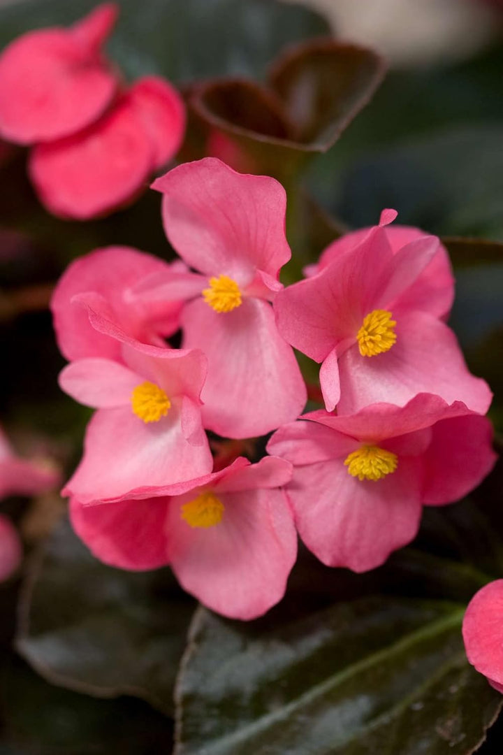 Heirloom Non-GMO Begonia Semperflorens Flower Seeds for Planting – Compact Shade-Loving Blooms