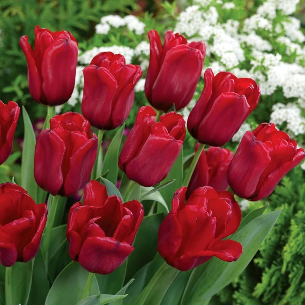 Double - Tulip for planting in home garden