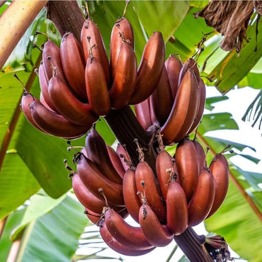 Tomato Solanum lycopersicum Vegetable Seeds for Planting Anhui Red Banana Long Variety in Home Garden