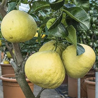 Pomelo Fruit Seeds for Planting - Growing Large, Sweet Citrus Fruits, Heirloom Seeds, GMO Free