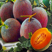 Melon Lesya Fruit Seeds for planting - Heirloom and Non-GMO garden seeds