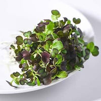 Mizuna, Central Red – Microgreen Seed