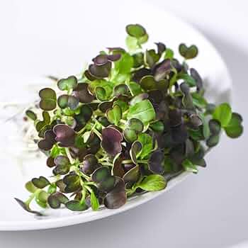 Mizuna, Central Red – Microgreen Seed