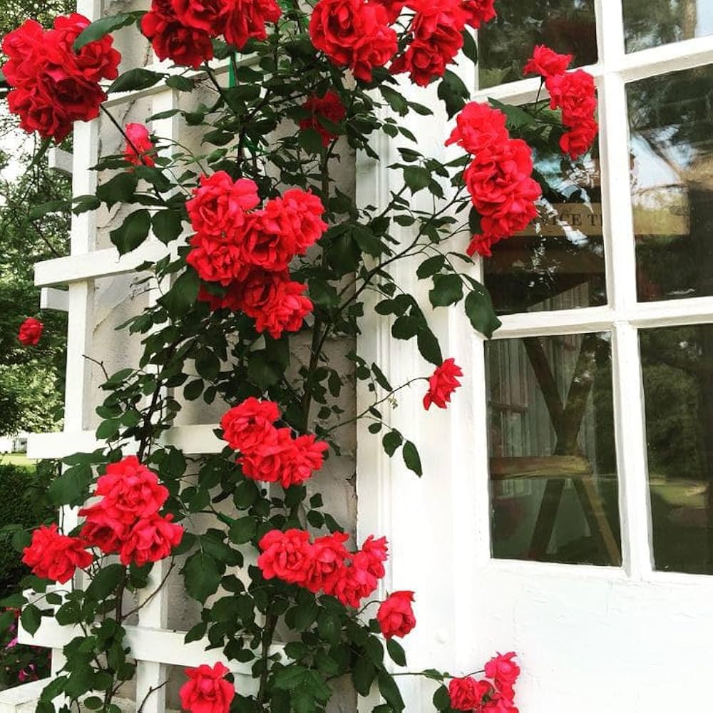 Red Climbing Rose Heirloom Flower Seeds