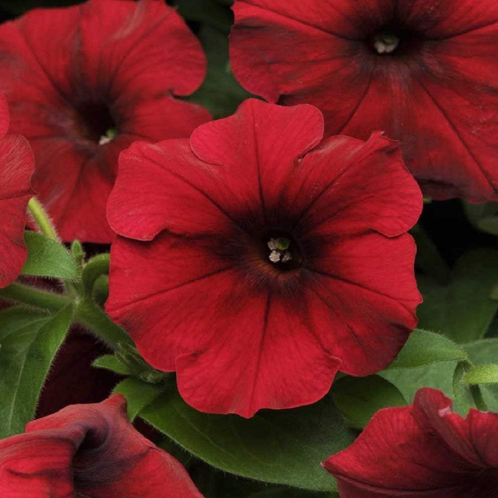 Heirloom Velour Petunia Flower Seeds for Planting - NON-GMO, Easy to Grow, Beautiful Garden Blooms - Velour for planting in home garden