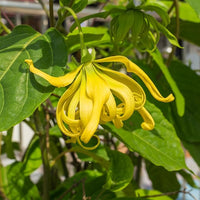 Yellow (Yellow scientific name) for planting in garden