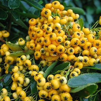 20pcs Pink Pyracantha Coccinea Fruit Seeds - Ornamental Berries for Your Yard 100 pcs