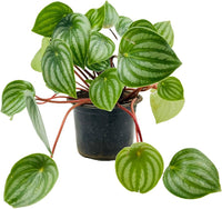Peperomia Melon Leaves Green Plant Seeds