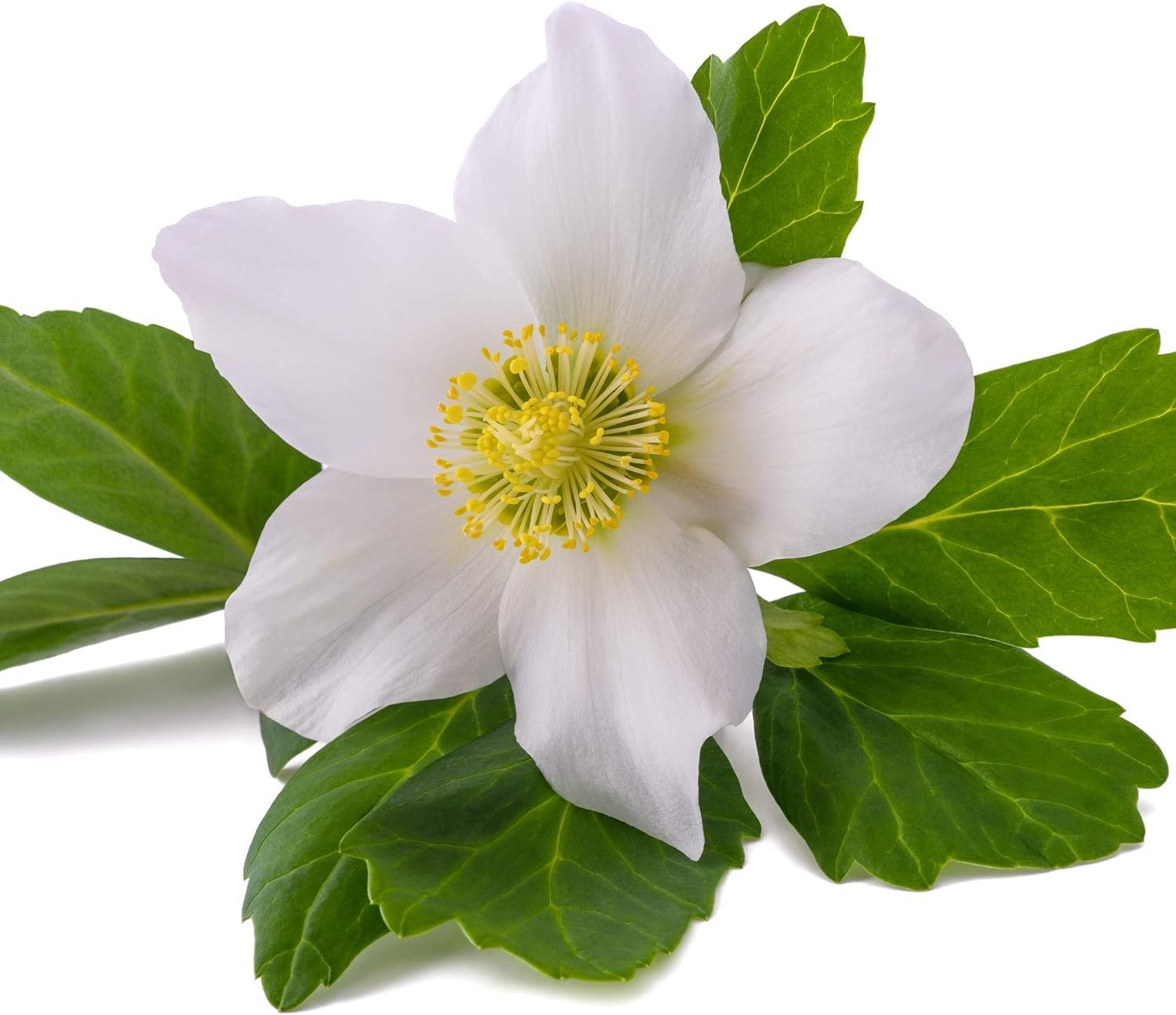 Helleborus Double Roses seeds for planting – perennial flowering plant seeds with double-layered pink, white, and purple blooms, suitable for woodland gardens, borders, and shaded landscapes