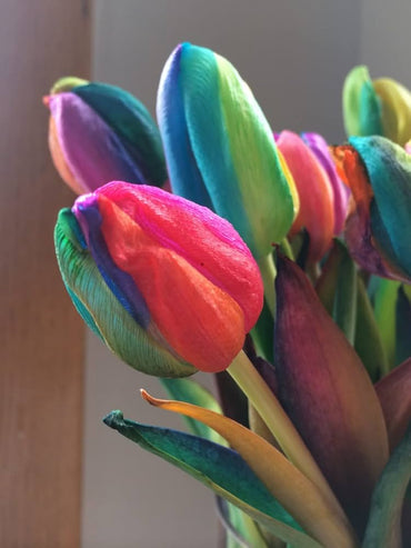 Tulip flower Tulipa spp. seeds for planting in home garden with vibrant rainbow color options