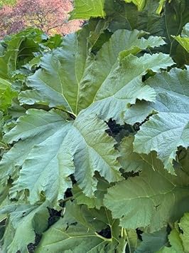 Gunnera Manicata Plant Seeds Heirloom Non GMO Planting - 100 for planting in home garden
