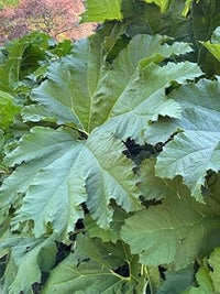 Gunnera Manicata Plant Seeds Heirloom Non GMO Planting - 100 for planting in home garden