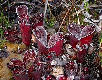 Heirloom Non-GMO Red Heliamphora Pulchella Plant Seeds for Planting