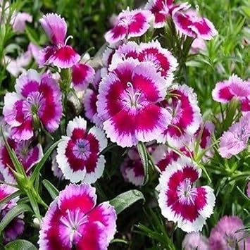 White Pink Dianthus Barbatus Flower Seeds for Planting - 100 for planting in home garden