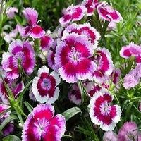 White Pink Dianthus Barbatus Flower Seeds for Planting - 100 for planting in home garden