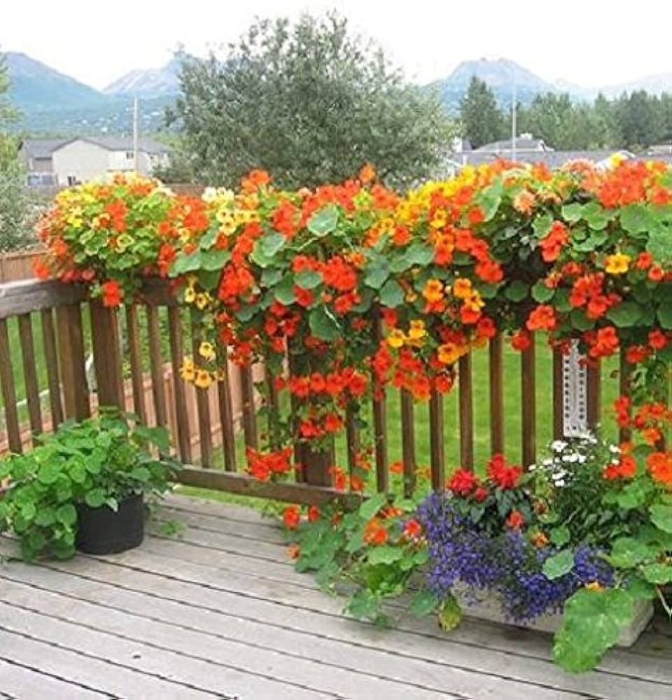 Nasturtium ‘Jewel Mix’ flower seeds – vibrant edible garden blooms