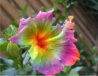 Hibiscus Giant Multicolor Flower Seeds