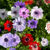 Double-flowered Anemone Seeds (Mixed Colors)