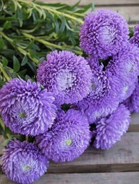 Aster Purple Rainbow Chrysanthemum Perennial Flower - for planting in home garden