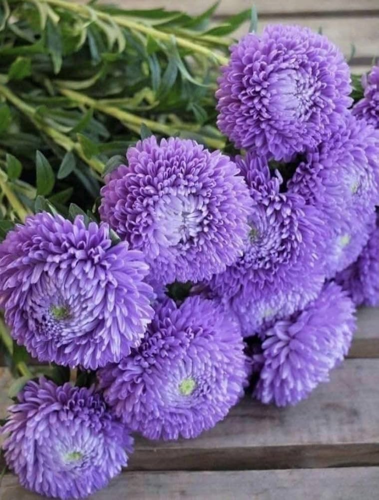 Aster Purple Rainbow Chrysanthemum Perennial Flower - for planting in home garden