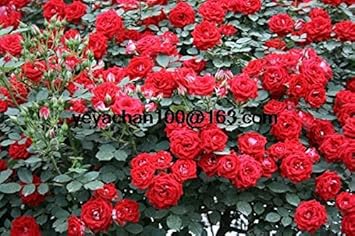 Pink Corymbia Ficifolia Flower Seeds 100 pcs