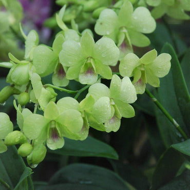 Dendrobium Green Orchid Seeds for Planting – Organic, Heirloom, Non-GMO Flower Seeds