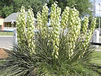 Yellow Yucca Plant Seeds for Planting - Garden Beautification & Edible Fruit, Heirloom Seeds