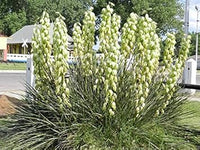 Yellow Yucca Plant Seeds for Planting - Garden Beautification & Edible Fruit, Heirloom Seeds