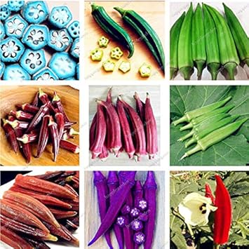 Okra Vegetable Seeds for Planting – Blue Variety NON GMO Seeds