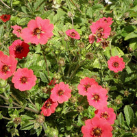 Hardy Scarlet Cinquefoil seeds – vibrant red perennial ground cover flowers