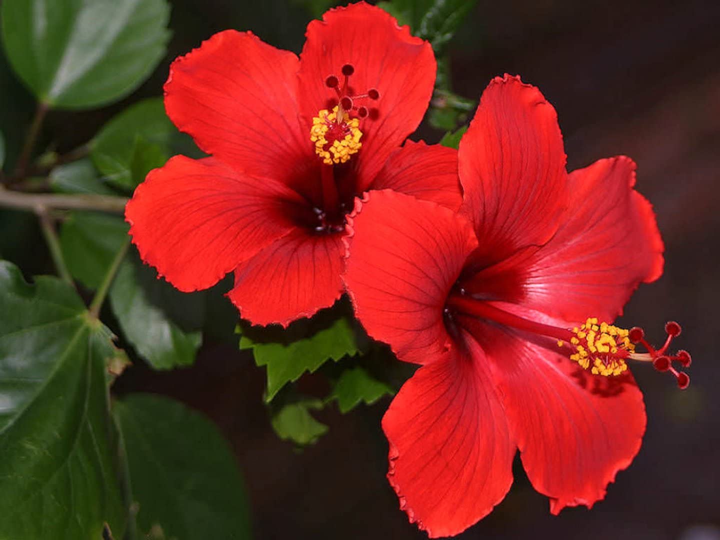 Giant hibiscus flower seeds blooming into large, tropical-style flowers with bold petals in shades of red, pink, or white