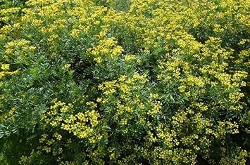 Heirloom Non-GMO Semi Erbe Flower Seeds for Planting- Herbal Blooms for Naturalistic Gardens - Non-GMO for planting in home garden