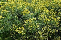 Heirloom Non-GMO Semi Erbe Flower Seeds for Planting- Herbal Blooms for Naturalistic Gardens - Non-GMO for planting in home garden