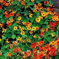 Shrub plant Satureja hortensis seeds for planting in backyard landscapes or container gardens