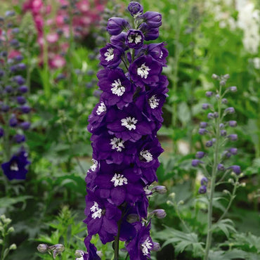 Delphinium flower Delphinium elatum magic fountains seeds for planting in backyard garden or floral borders