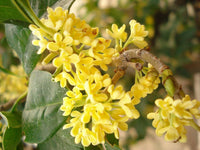 Heirloom Non-GMO Osmanthus Plant Seeds for Planting – Fragrant Evergreen Shrub for Ornamental Gardens