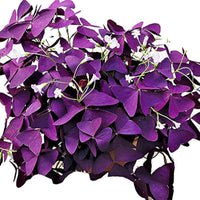Oxalis Acetosella Violet Flower Seeds for Home Garden