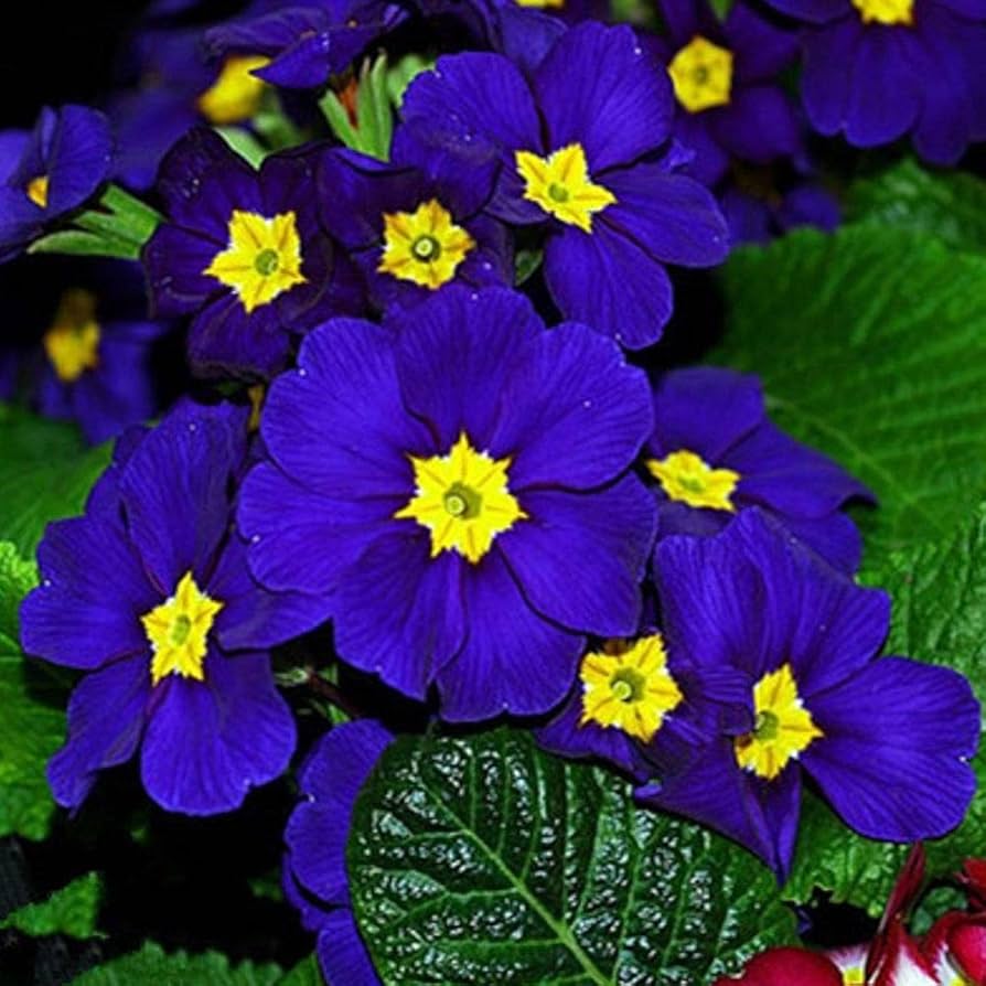 Blue Evening Primrose Sundrops Rare Flower - for planting in home garden