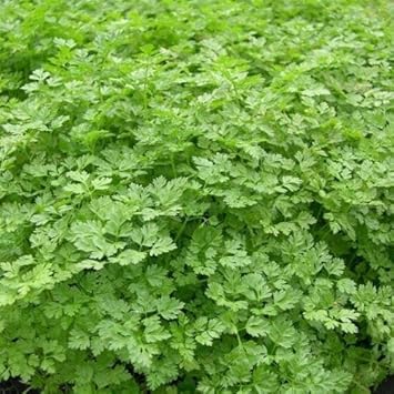 Green Chervil Vegetable Seeds for Planting heirloom & Non-GMO Seeds